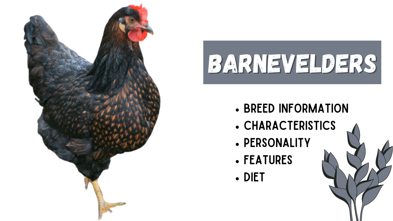 Barnevelders Chicken