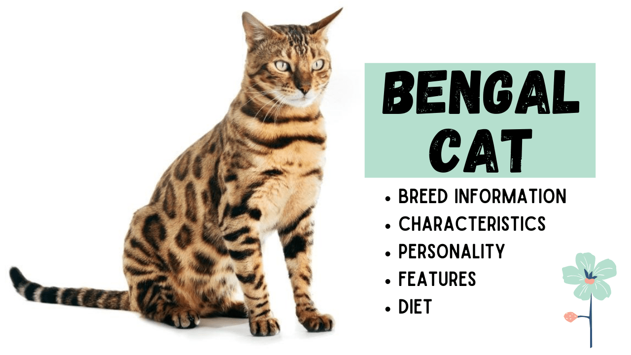 The Bengal Cat Breed Information A Wild Cat