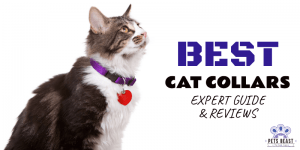 Best Cat Collars 1 Thumbil