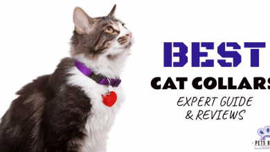 Photo of Best Cat Collars