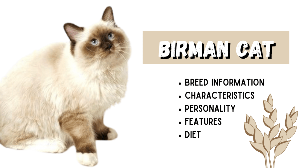 BIRMAN CAT Breed Information