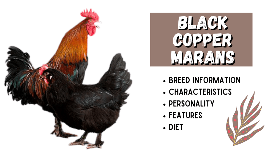 Black Copper Marans Breed Information