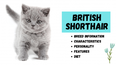 Photo of The British Shorthair Cat Breed Information