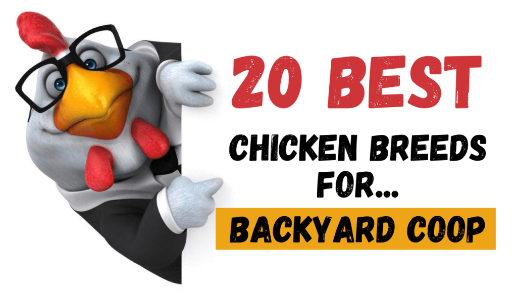 Chicken Breeds For Backyard Coop