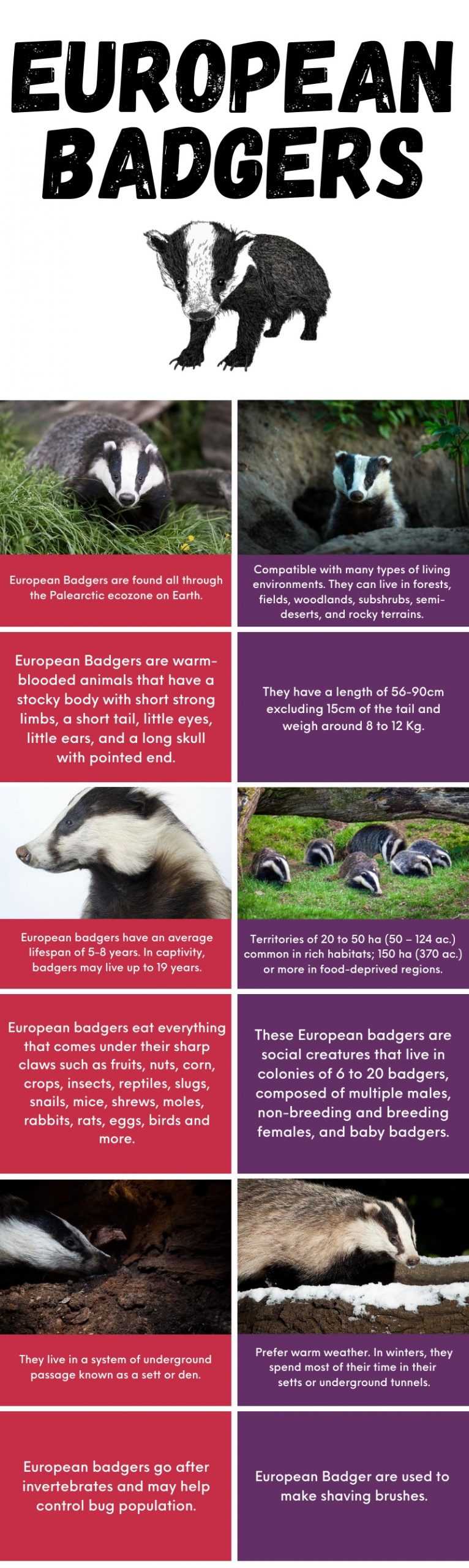European Badger Information