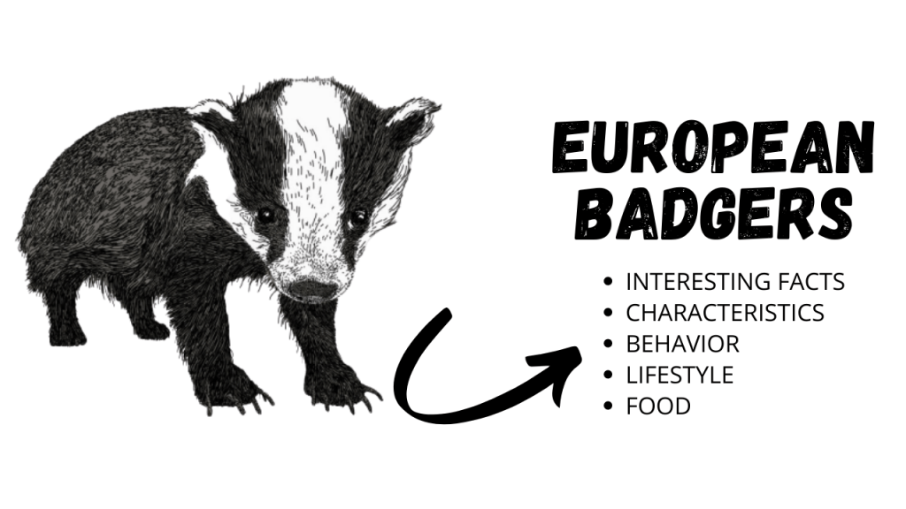 European Badgers