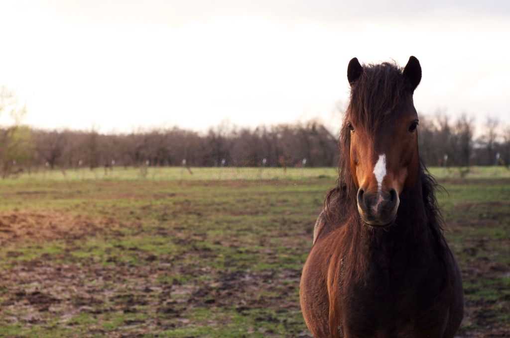 Hackney Horse Breed