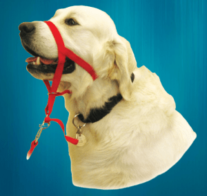 Halti Dog Training Head Collar