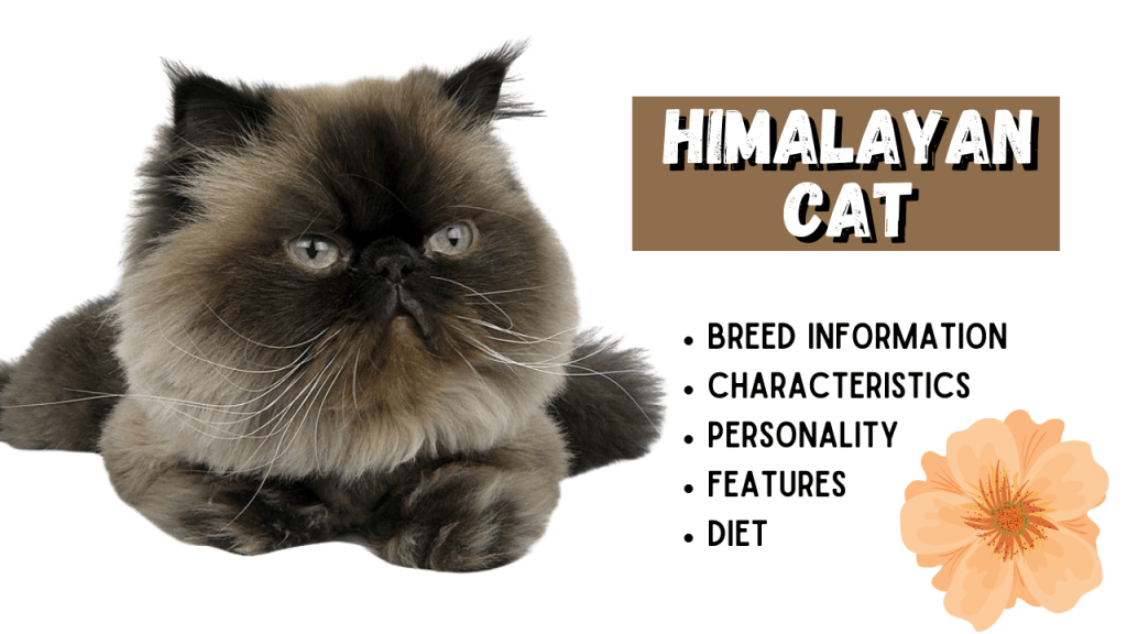 HIMALAYAN CAT Breed Information