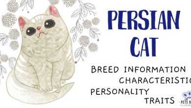 Persian Cat 390x220 - Persian Cat Breed Information