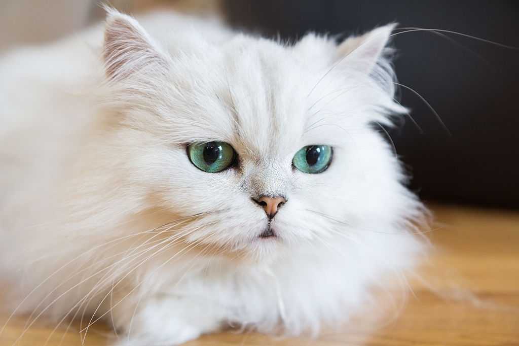 PERSIAN CAT Breed Information Pets Beast