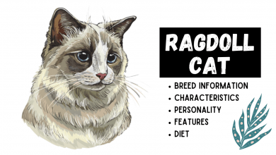 Photo of Ragdoll Cat Breed Information