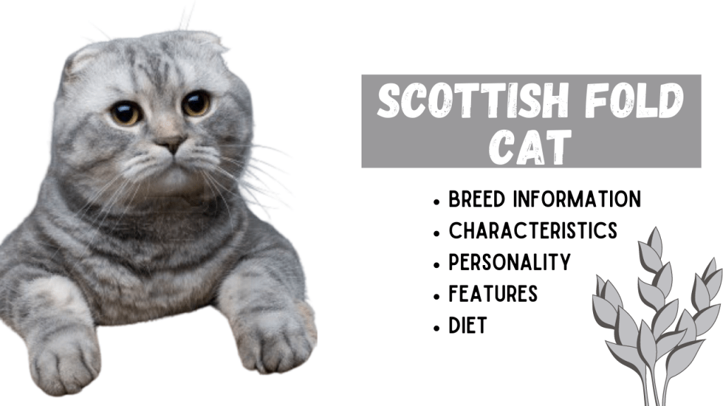 SCOTTISH FOLD Cat Breed Information