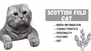 Photo of SCOTTISH FOLD Cat Breed Information