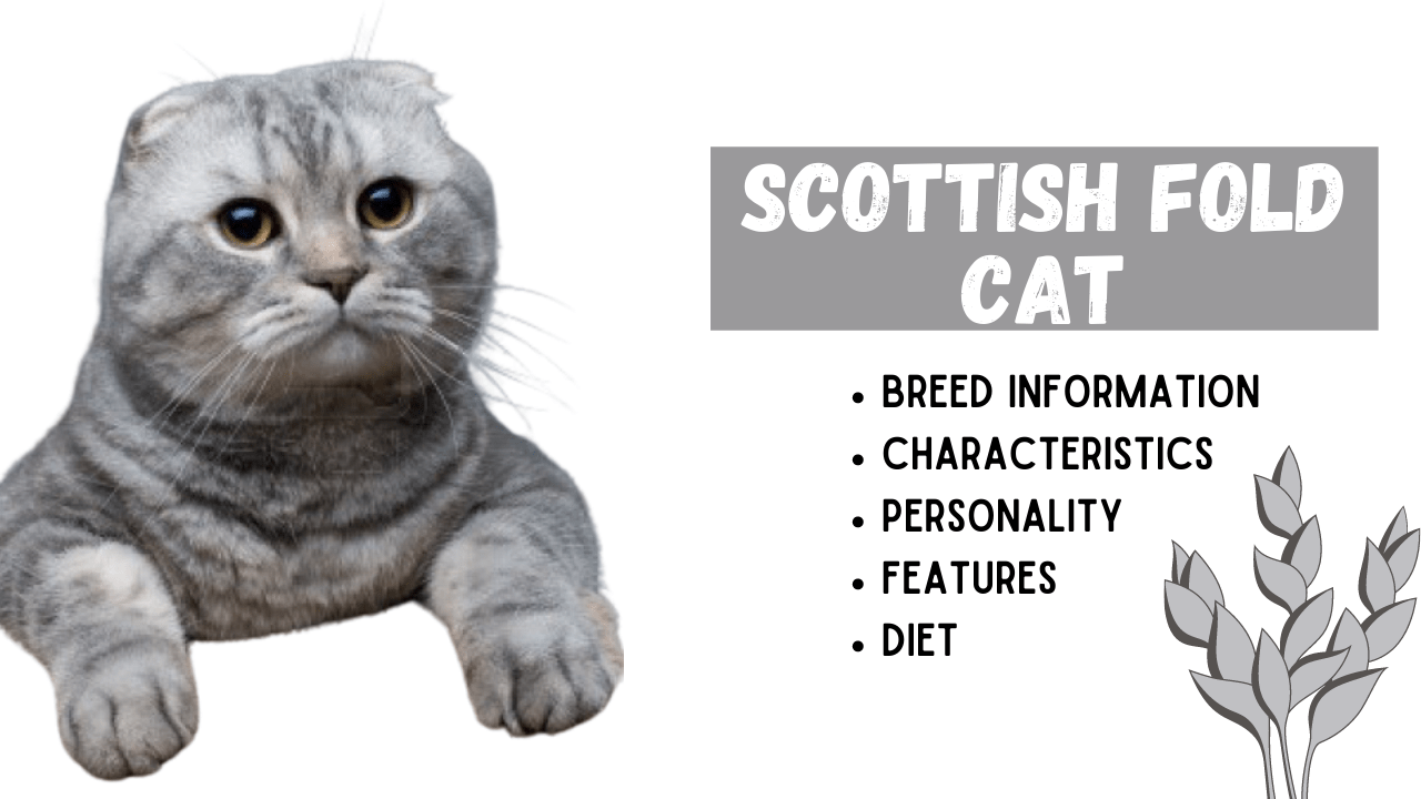Scottish Fold Cat Breed Information A Cat With Folded Ears