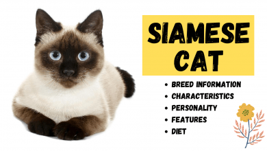 Photo of Siamese Cat Breed Information