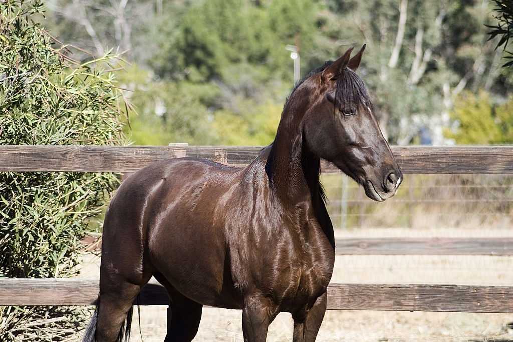 Tennessee Walking Horse Breed