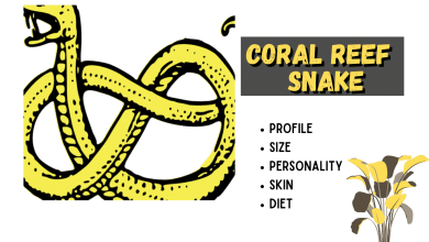 the Coral Reef Snake Profile
