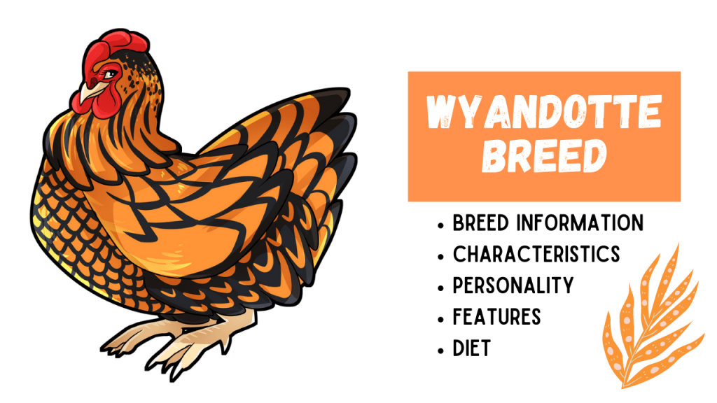 Wyandotte Breed Information