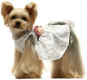 formal small dog dress