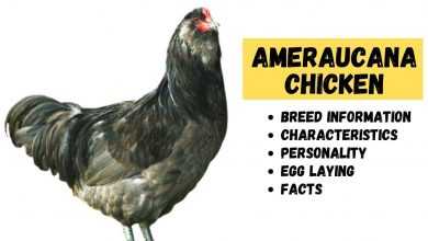 Photo of Ameraucana Breed Information