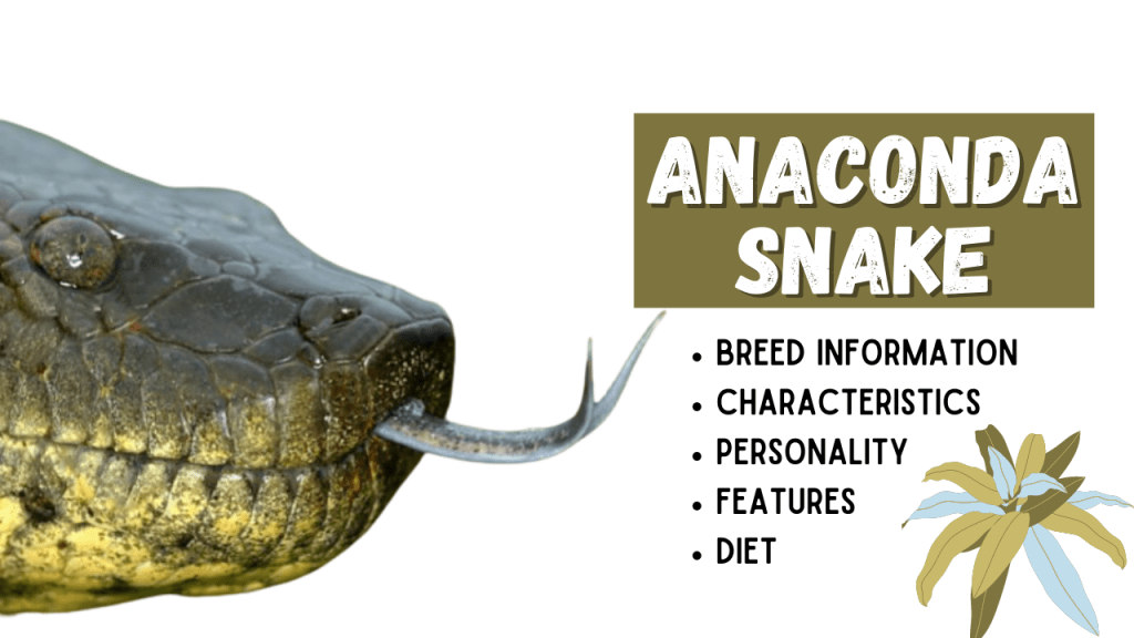 Anaconda Snake Breed Information