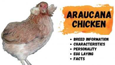 Photo of Araucana Chicken Breed Information