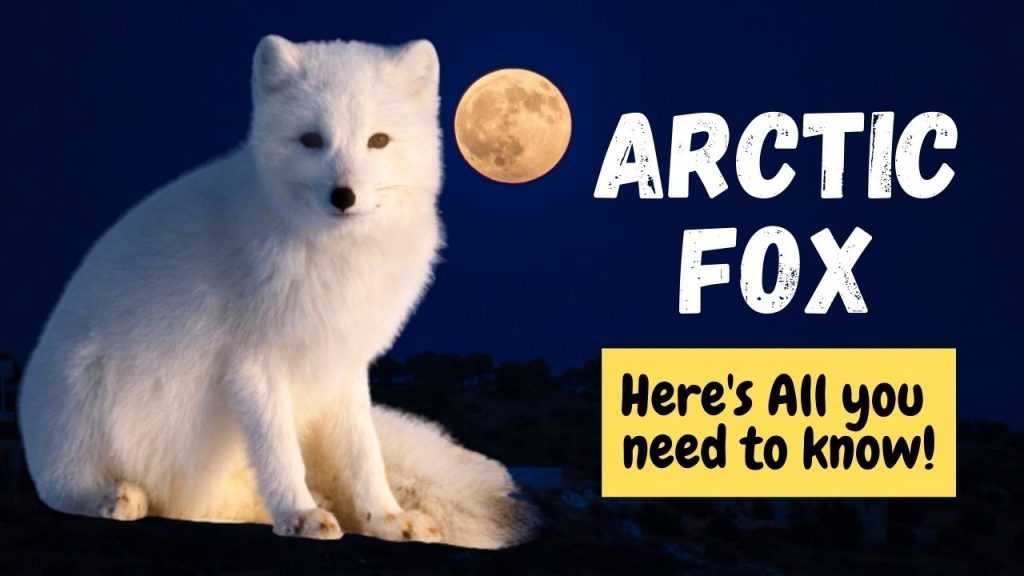 Arctic Fox Breed Information