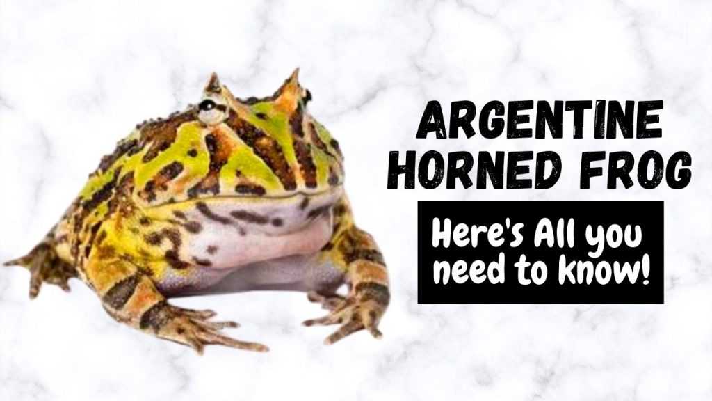 Argentine Horned Frog (Ornate Pacman)