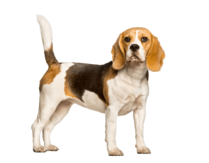 Beagle Dog 300x234 Top Twenty Small Dog Breeds
