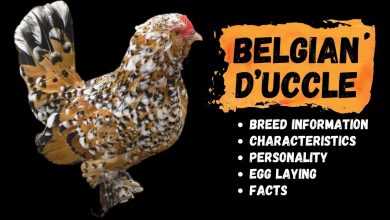 Photo of Belgian D’Uccle Breed Information