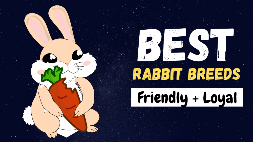 Best Rabbit Breeds