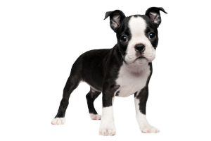 Boston Terrier 300x200 Top Twenty Small Dog Breeds