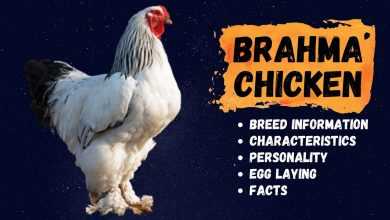 Photo of Brahma Chicken Information