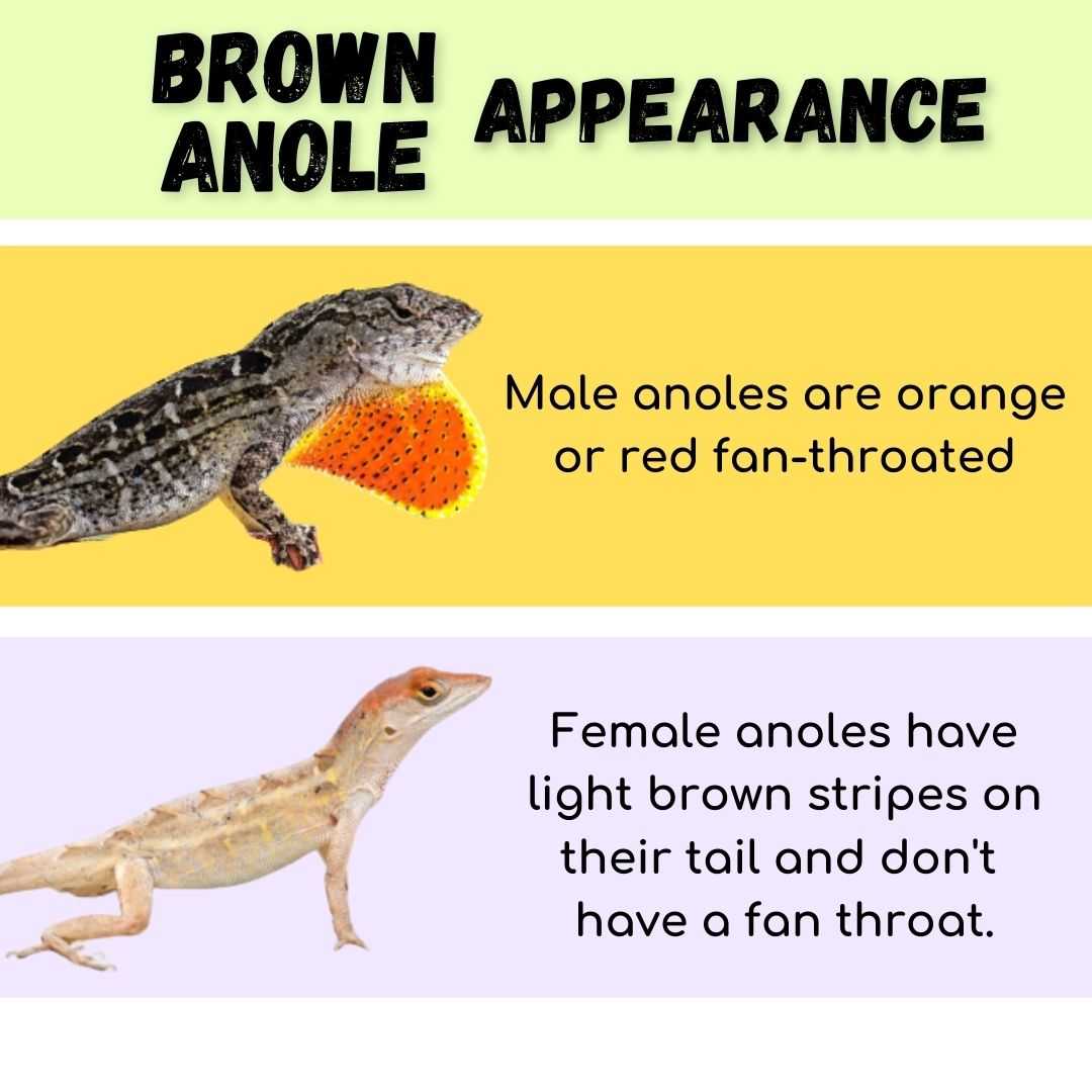 Brown Anole Appearance