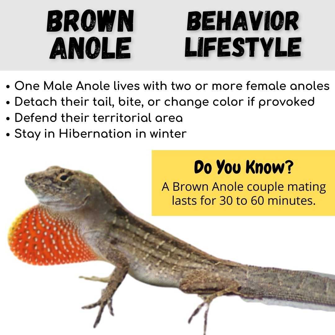 Brown Anole Behavior