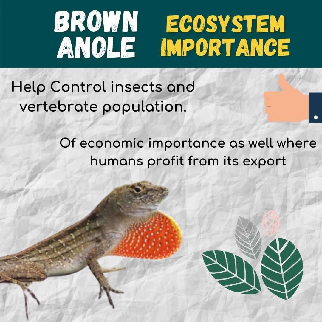 Brown Anole Ecosystem Impact