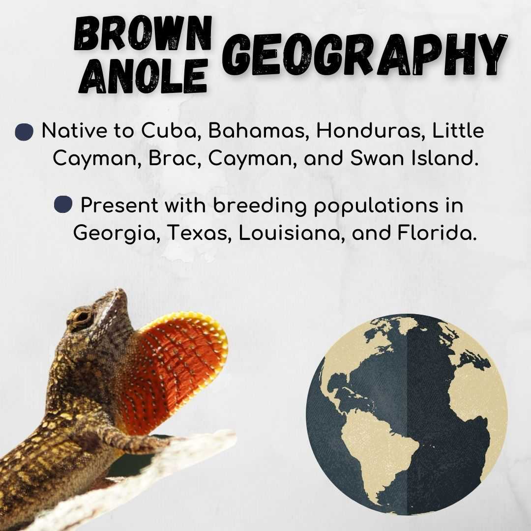Brown Anole Geography