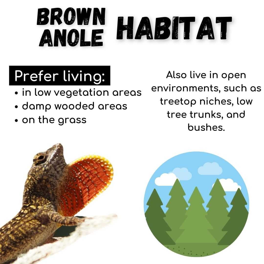Brown Anole Habitat