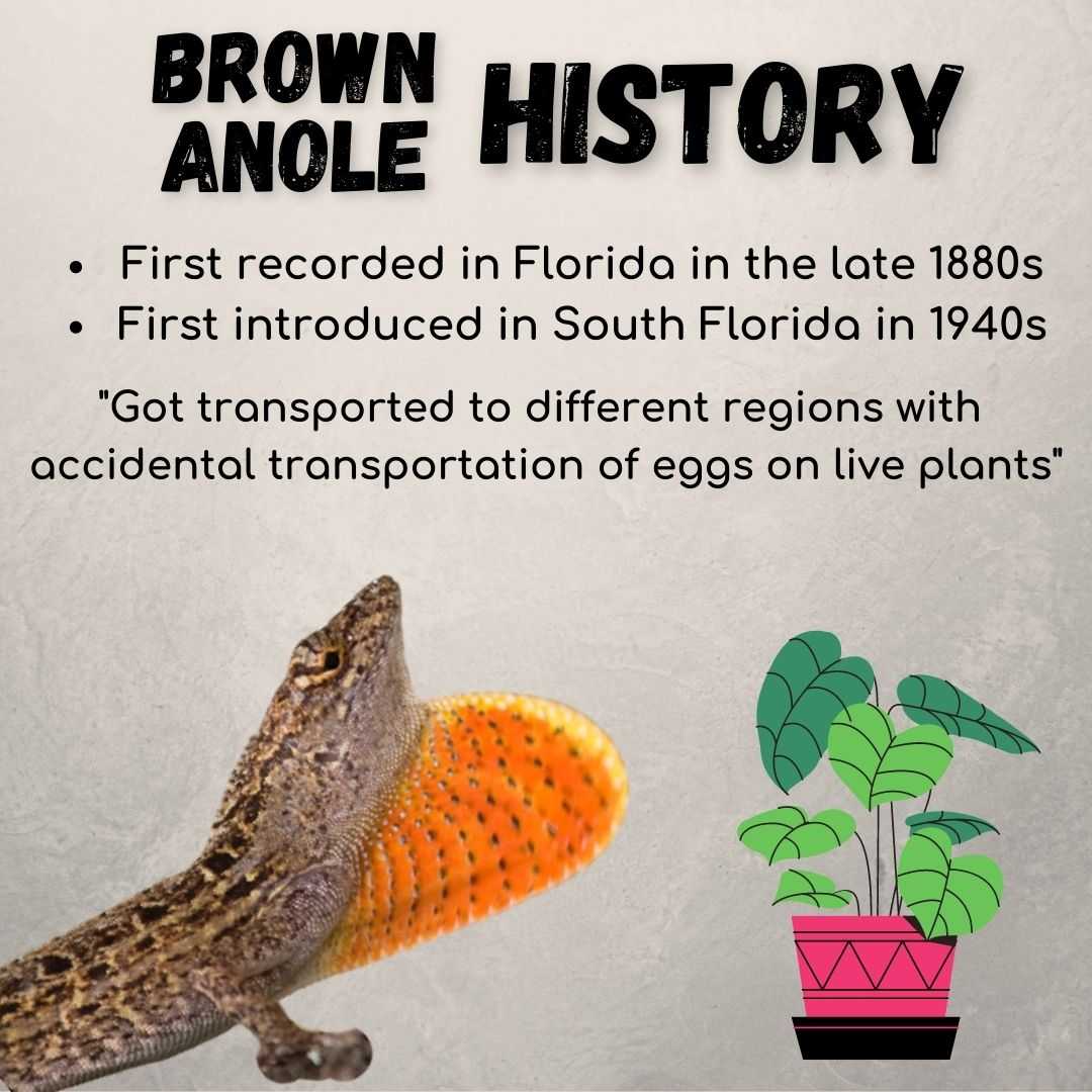 Brown Anole History