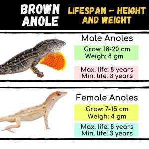 Brown Anole (Anolis Sagrei) Lizard: The Awesome Things About Them ...