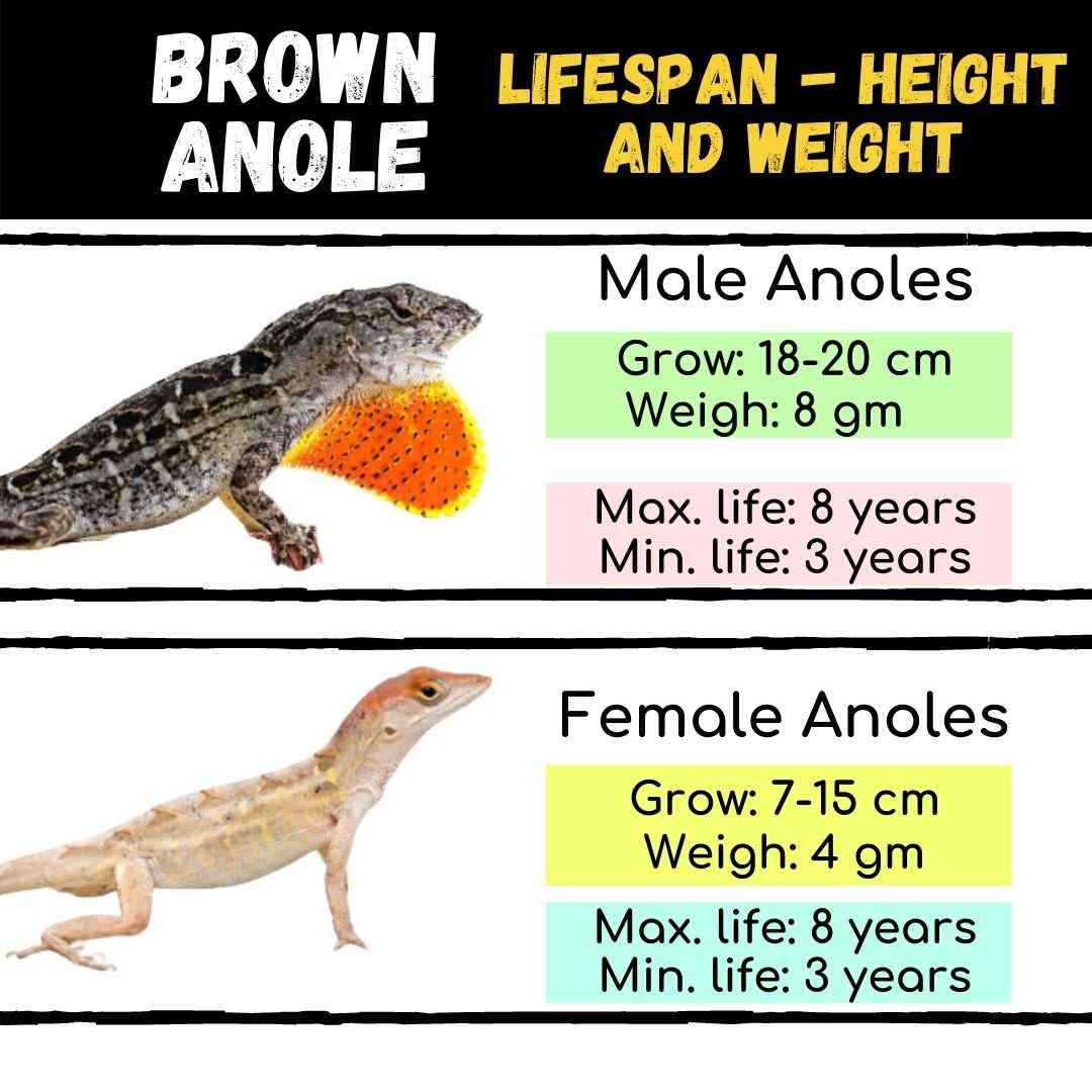 Brown Anole Life