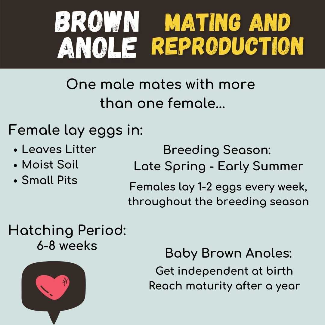 Brown Anole Lizard Mating