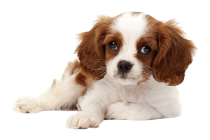 Cavalier King Charles Spaniel 300x200 Top Twenty Small Dog Breeds