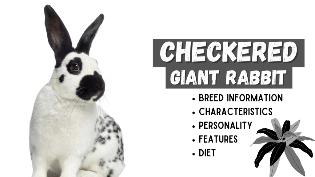 CHECKERED GIANT RABBIT Breed Information
