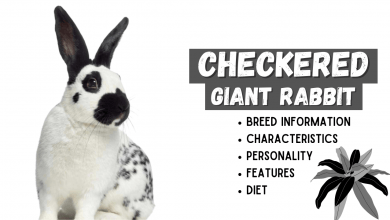 Photo of CHECKERED GIANT RABBIT Breed Information