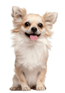 Chihuahua 209x300 Top Twenty Small Dog Breeds
