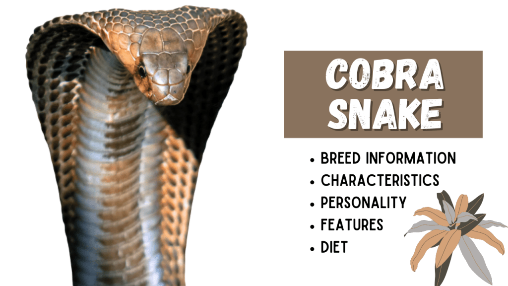 Cobra Snake Breed Information