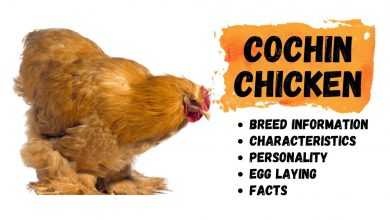 Photo of Cochin Chicken Breed Information