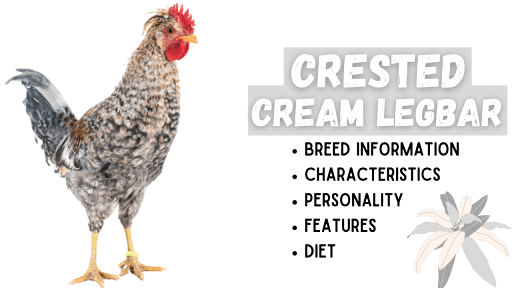 Crested Cream Legbar Chicken Breed Information